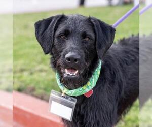 Wirehaired Pointing Poodle Dogs for adoption in San Diego, CA, USA