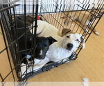 Small #8 American Bulldog Mix