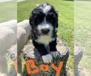 Bernedoodle Puppy for sale in STRASBURG, VA, USA