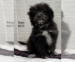 Australian Shepherd-Poodle (Toy) Mix Puppy for sale in CLARE, IL, USA