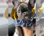 Small Photo #2 French Bulldog Puppy For Sale in SAN LEANDRO, CA, USA