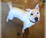 Small #1 Staffordshire Bull Terrier Mix