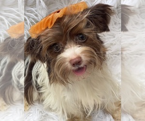 Yorkshire Terrier Dog for Adoption in MIAMI, Florida USA