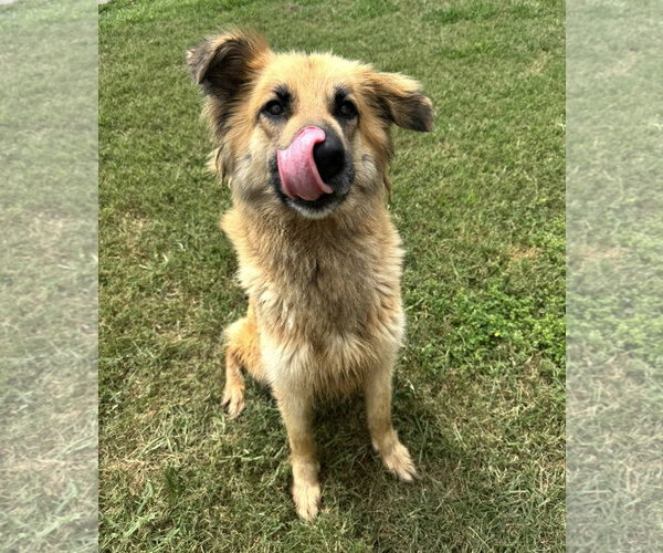 Medium Photo #5 Collie-Unknown Mix Puppy For Sale in Houston, TX, USA