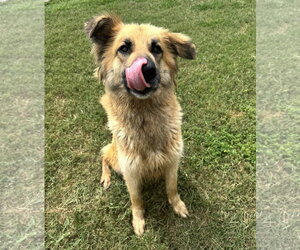 Daphne - Female Collie-Unknown Mix Dog for Adoption - Photo #5