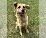 Small #4 Collie Mix