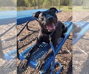 Labrador Retriever-Unknown Mix Dogs for adoption in Waterford, VA, USA