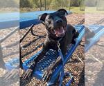 BARKLEY - Male Labrador Retriever-Unknown Mix Dog for Adoption - Small photo