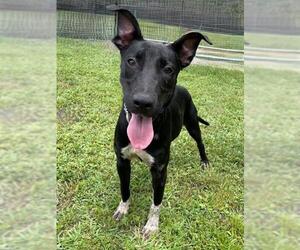 Shepradors Dogs for adoption in Naples, FL, USA