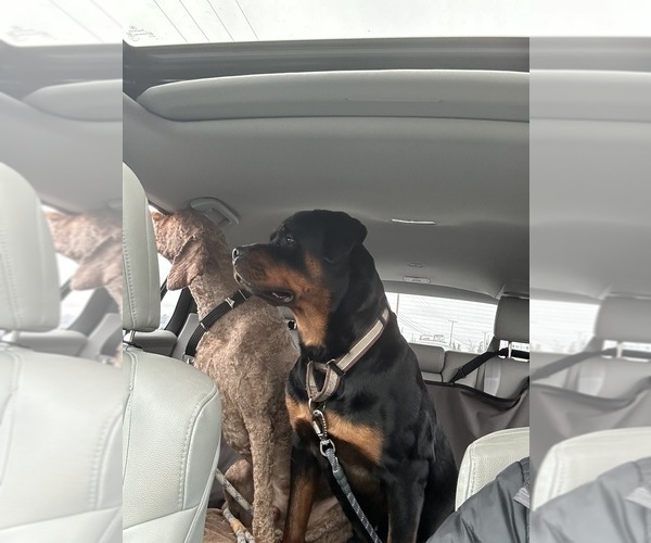 Medium Photo #6 Rottweiler Puppy For Sale in RIVERSIDE, CA, USA