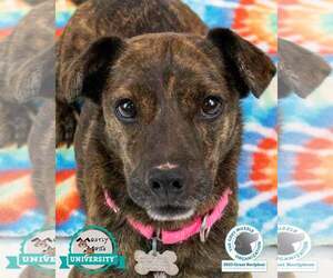 Beagle-Unknown Mix Dogs for adoption in Kennesaw, GA, USA