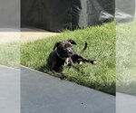 Small #1 Bull-Boxer