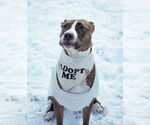 Small #35 American Pit Bull Terrier Mix
