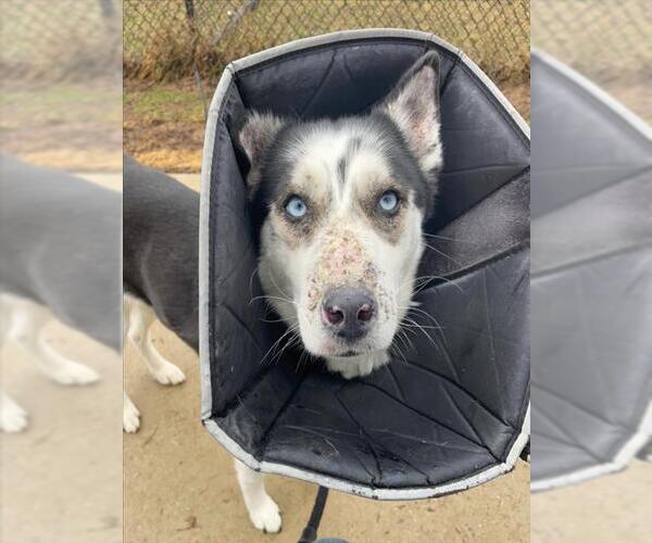 Medium Photo #2 Siberian Husky Puppy For Sale in Derwood, MD, USA