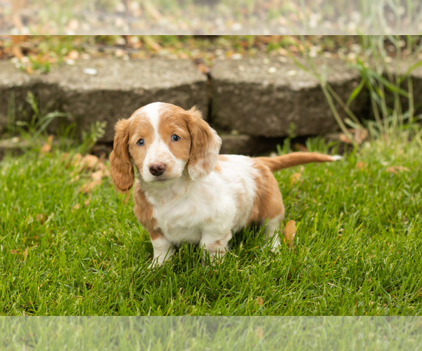 Medium Photo #9 Dachshund Puppy For Sale in BREMEN, IN, USA