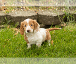 Small #8 Dachshund