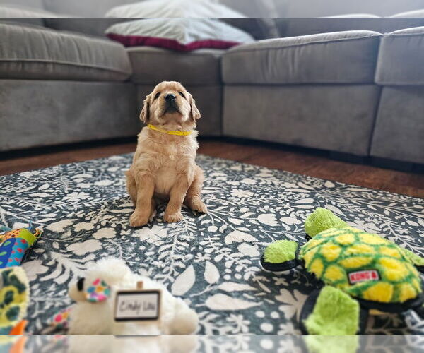 Medium Photo #25 Golden Retriever Puppy For Sale in WASECA, MN, USA