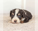 Puppy 3 Miniature Bernedoodle