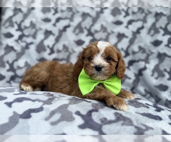 Medium Photo #2 Cavapoo (Miniature) Puppy For Sale in LAKELAND, FL, USA