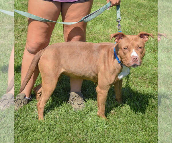 Medium Photo #2 American Staffordshire Terrier-Boxer Mix Puppy For Sale in Huntley, IL, USA
