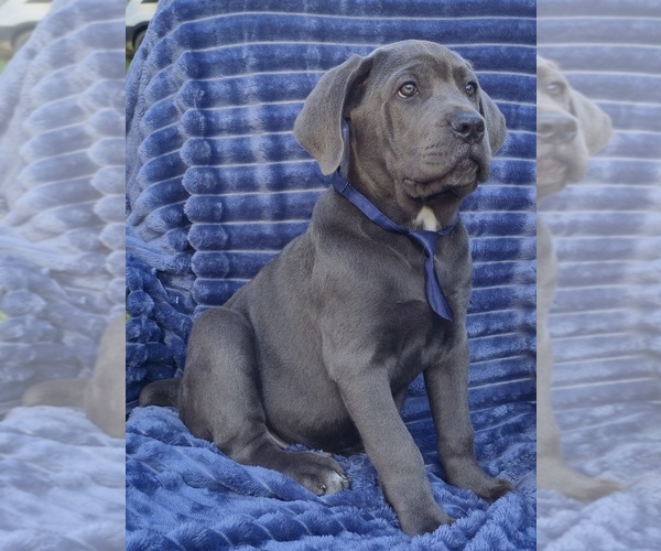 Medium Photo #3 Cane Corso Puppy For Sale in MINERAL WELLS, WV, USA