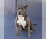 Small #1 American Pit Bull Terrier