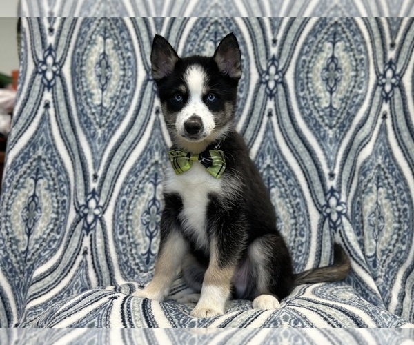 Medium Photo #6 Pomsky Puppy For Sale in LAKELAND, FL, USA