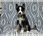 Small Photo #6 Pomsky Puppy For Sale in LAKELAND, FL, USA