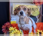 Small Photo #1 Dachshund-Jack Russell Terrier Mix Puppy For Sale in Fresno, CA, USA