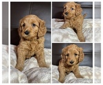 Puppy Luna Goldendoodle mix (+ Poodle Miniature)