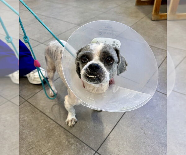 Medium Photo #3 Shih Tzu-Unknown Mix Puppy For Sale in Marina Del Rey, CA, USA