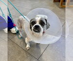 Small #2 Shih Tzu Mix