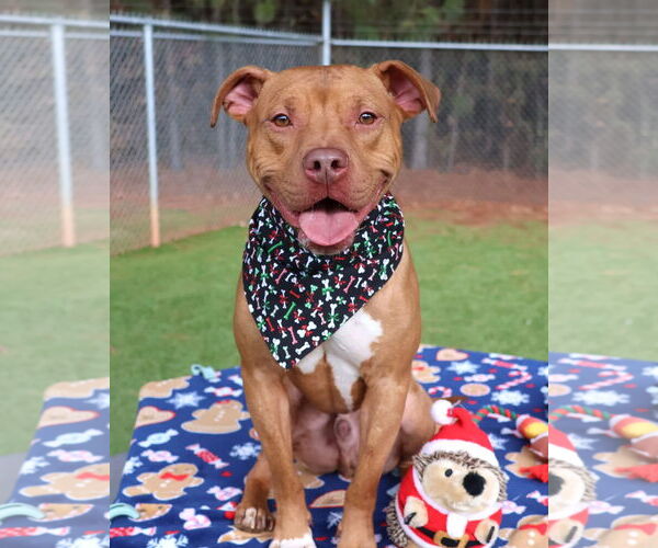 Medium Photo #1 Mutt Puppy For Sale in Rockaway, NJ, USA