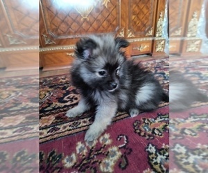 Pomeranian Puppy for Sale in MARLTON, New Jersey USA