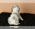 Small Photo #13 Cocker Spaniel Puppy For Sale in NAPPANEE, IN, USA