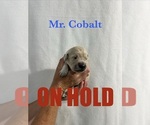 Puppy Cobalt English Cream Golden Retriever