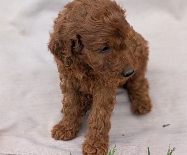Medium Photo #2 Irish Doodle Puppy For Sale in GOSHEN, IN, USA