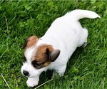 Small #3 Russell Terrier