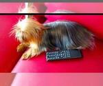 Small Photo #3 Yorkshire Terrier Puppy For Sale in HOUSTON, TX, USA