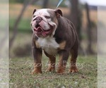 Small Photo #1 English Bulldog Puppy For Sale in OOLOGAH, OK, USA