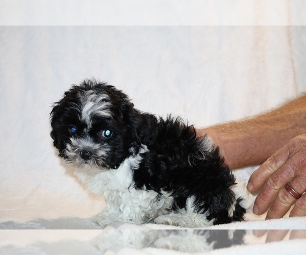 Medium Photo #4 ShihPoo Puppy For Sale in DYERSBURG, TN, USA