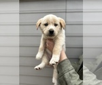 Small Photo #5 Alaskan Husky-Golden Retriever Mix Puppy For Sale in PORTLAND, OR, USA