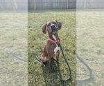 Small #2 American Pit Bull Terrier Mix
