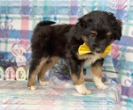 Small Photo #2 Border Collie-Unknown Mix Puppy For Sale in LANCASTER, PA, USA