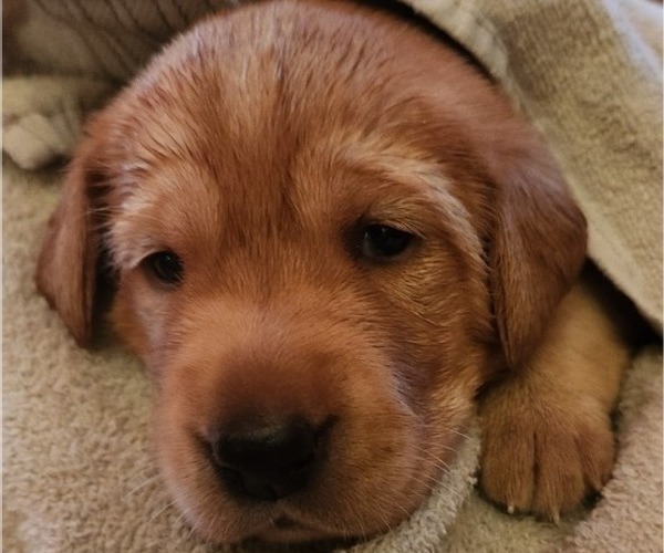 Medium Photo #4 Labrador Retriever Puppy For Sale in BUFFALO, NY, USA