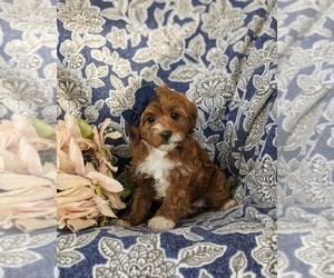 Cavapoo Puppy for Sale in NEW HOLLAND, Pennsylvania USA