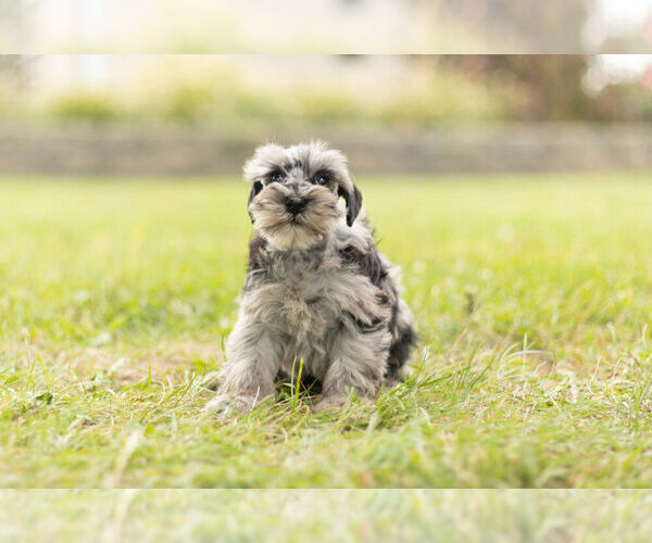Medium Photo #3 Schnauzer (Miniature) Puppy For Sale in WARSAW, IN, USA