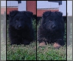 Litter of 2 - Female German Shepherd DogLitter of Puppies for Sale - Small photo