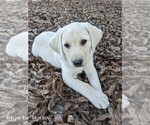Small Photo #2 Labrador Retriever Puppy For Sale in WAGENER, SC, USA