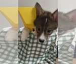 Small #1 Pomsky-Shiba Inu Mix